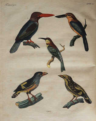 Детский музеум, или Собрание изображений животных, растений, цветов ... [В 26 ч.]. Ч. 16. СПб., 1824.